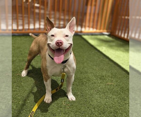 Medium Photo #2 Mutt Puppy For Sale in Las Vegas, NV, USA