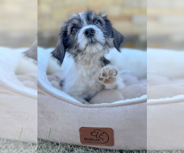 Medium Photo #2 Mutt Puppy For Sale in PIPE CREEK, TX, USA