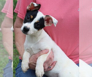 Labrador Retriever-Unknown Mix Dogs for adoption in Prattville, AL, USA