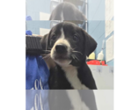Small #1 Labrador Retriever