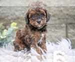 Small Photo #10 Poodle (Miniature) Puppy For Sale in WOLCOTTVILLE, IN, USA
