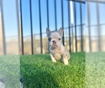 Small #2 French Bulldog