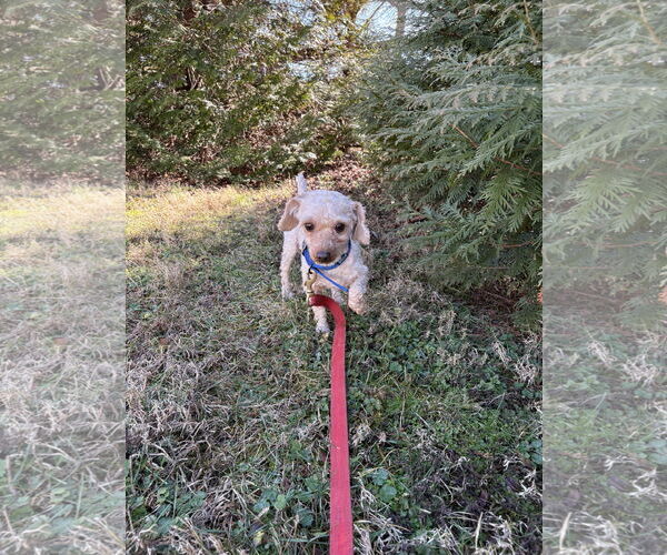 Medium Photo #2 Maltipoo (Miniature) Puppy For Sale in Ball Ground, GA, USA