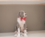Small #4 Great Dane