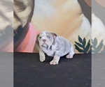 Small Photo #11 English Bulldog Puppy For Sale in BERKELEY, CA, USA