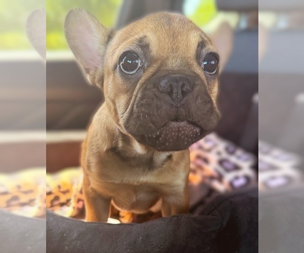 Medium Photo #1 French Bulldog Puppy For Sale in SCOTTSDALE, AZ, USA