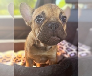 French Bulldog Puppy for sale in SCOTTSDALE, AZ, USA