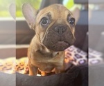 Small French Bulldog