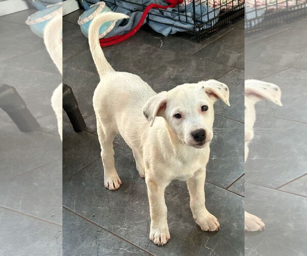 Medium Photo #3 Labrador Retriever-Unknown Mix Puppy For Sale in Rockaway, NJ, USA