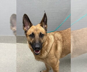 German Shepherd Dog-Unknown Mix Dogs for adoption in Las Vegas, NV, USA