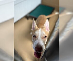 American Pit Bull Terrier Dogs for adoption in Chula Vista, CA, USA