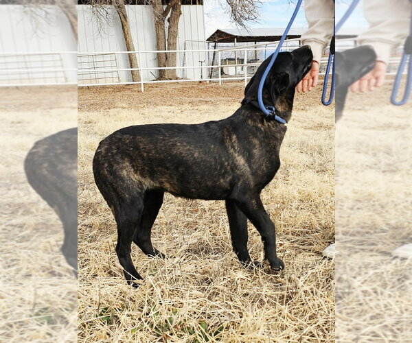 Medium Photo #2 Holland Shepherd-Unknown Mix Puppy For Sale in Imlay City, MI, USA