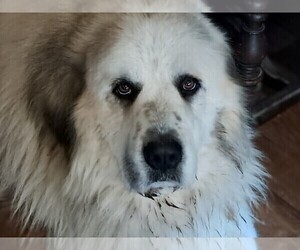 Father of the Great Pyrenees puppies born on 03/21/2025