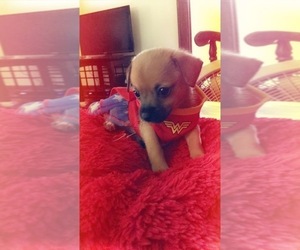 Chihuahua Puppy for sale in LANSING, MI, USA