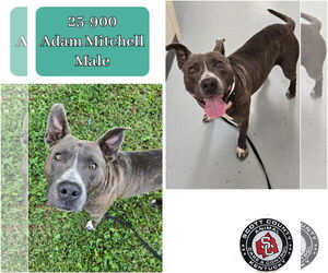 Medium American Pit Bull Terrier Mix