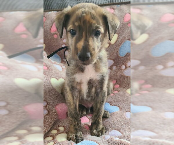 Medium Photo #1 German Shepherd Dog-Plott Hound Mix Puppy For Sale in Cary, NC, USA