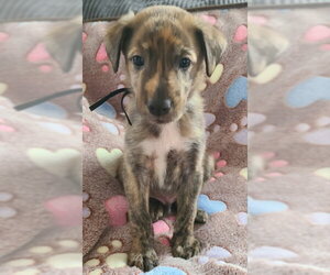 German Shepherd Dog-Plott Hound Mix Dogs for adoption in Cary, NC, USA
