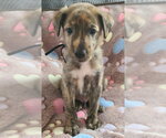 Small German Shepherd Dog-Plott Hound Mix