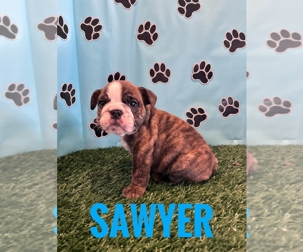 Medium Photo #6 Bulldog Puppy For Sale in BOWLING GREEN, KY, USA