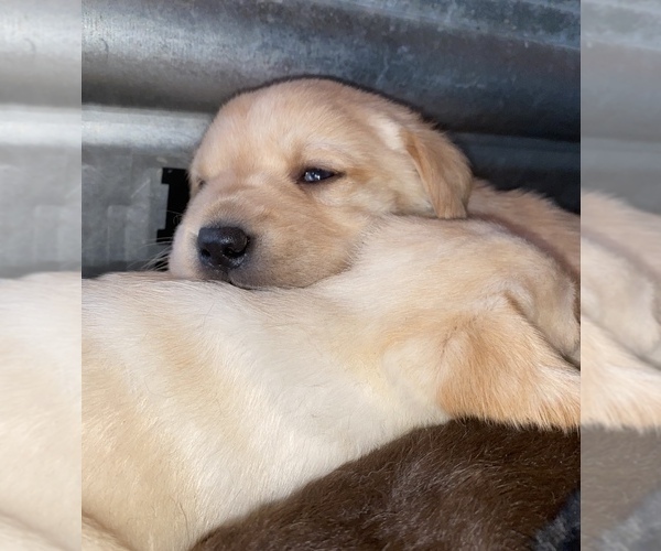 Medium Photo #7 Labrador Retriever Puppy For Sale in AMBOY, WA, USA