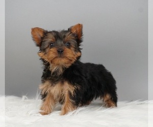 Medium Yorkshire Terrier