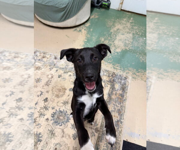 Medium Photo #1 Collie-Labrador Retriever Mix Puppy For Sale in GILBERTS, IL, USA
