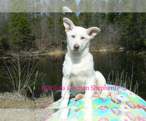 German Shepherd Dog Puppy for sale in PIEDMONT, MO, USA