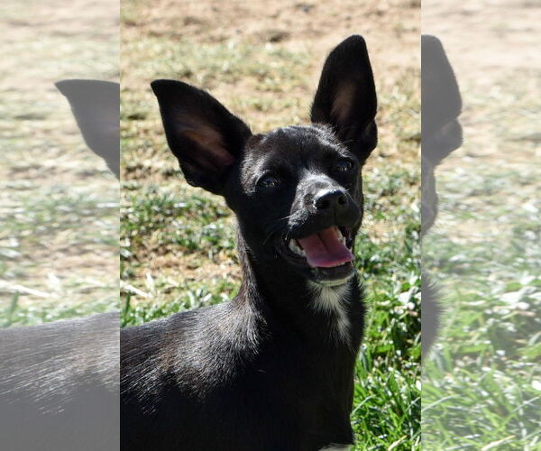 Medium Photo #1 Chihuahua Puppy For Sale in Hesperia, CA, USA