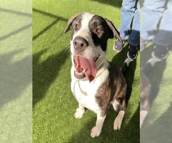 Medium Photo #1 Labrador Retriever-Unknown Mix Puppy For Sale in Murfreesboro, TN, USA