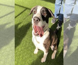 Labrador Retriever-Unknown Mix Dogs for adoption in Murfreesboro, TN, USA