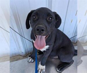 American Pit Bull Terrier Dogs for adoption in Bakersfield, CA, USA