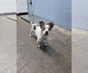 Mutt Dogs for adoption in Evansville, IN, USA