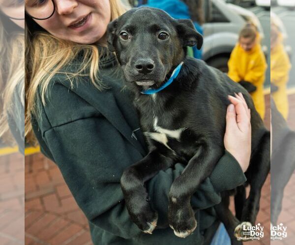 Medium Photo #7 Labrador Retriever-Unknown Mix Puppy For Sale in Washington, DC, USA
