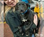 Small #6 Labrador Retriever Mix