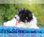 Small #11 Poodle (Toy)