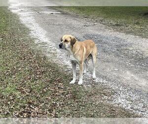 Labrador Retriever Dogs for adoption in Houston, TX, USA