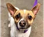 Small #1 Chihuahua Mix