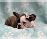 Small Photo #5 Faux Frenchbo Bulldog Puppy For Sale in LAKELAND, FL, USA