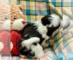 Small Photo #8 Shih Tzu Puppy For Sale in SILEX, MO, USA