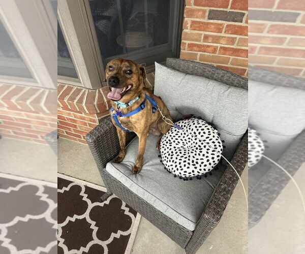 Medium Photo #4 Mutt Puppy For Sale in Springdale, PA, USA