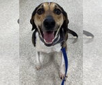 Small #12 Treeing Walker Coonhound Mix