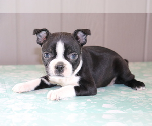 Boston Terrier Puppy for sale in SHILOH, OH, USA