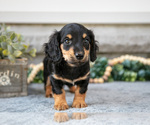 Puppy Hunter Dachshund