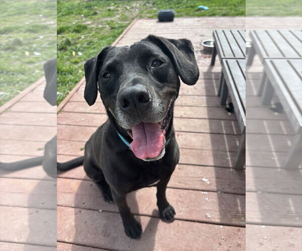 Medium Photo #2 Labrador Retriever Puppy For Sale in Virginia Beach, VA, USA