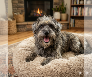 Mutt Dogs for adoption in Vail, AZ, USA