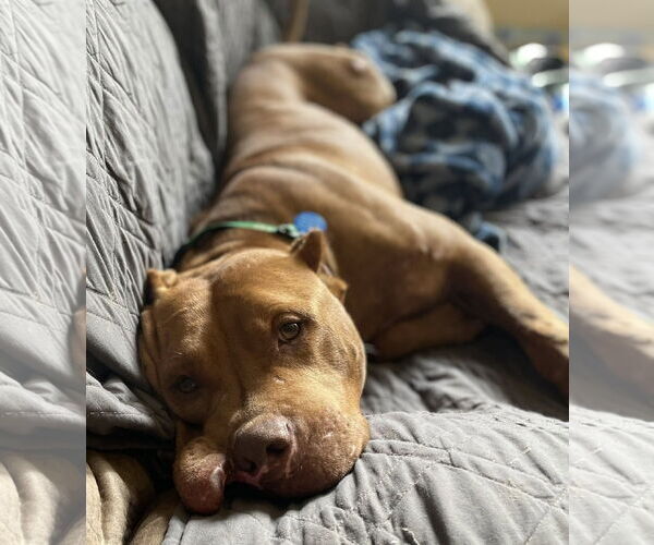 Medium Photo #1 American Pit Bull Terrier-Unknown Mix Puppy For Sale in Rochester, NY, USA