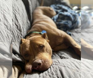 American Pit Bull Terrier-Unknown Mix Dogs for adoption in Rochester, NY, USA