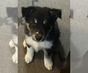 Shetland Sheepdog-Siberian Husky Mix Puppy for sale in SANFORD, NC, USA