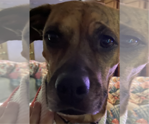 HONEY #15 - Female Mutt Dog for Adoption - Photo #3