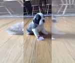 Small Photo #4 Saint Bernard Puppy For Sale in BETHEL, MO, USA